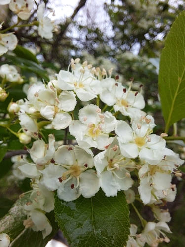 Crataegus crus-galli