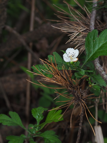 Crataegus cuneata (Chinese Hill Haw) — photo