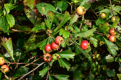 Crataegus cuneata (Chinese Hill Haw) — photo