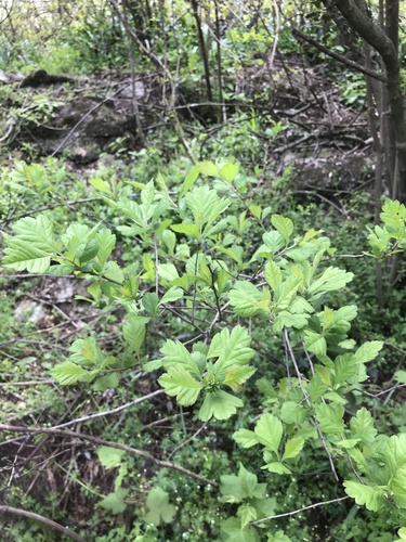 Crataegus cuneata