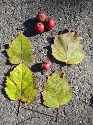 Crataegus dilatata