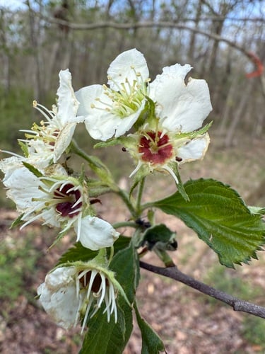 Crataegus dispessa