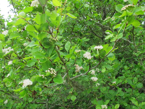 Crataegus douglasii (Black hawthorn) — photo