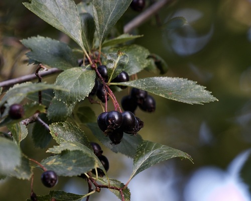 Crataegus douglasii