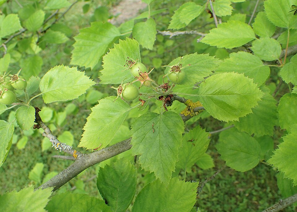 Crataegus durobrivensis (Caughuawaga Hawthorn) — photo