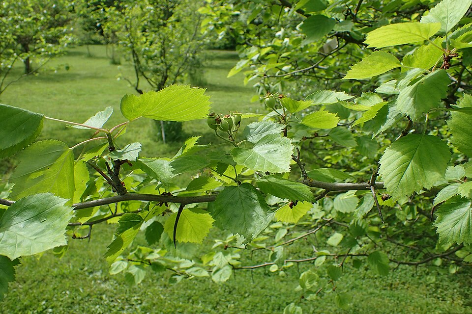 Crataegus durobrivensis