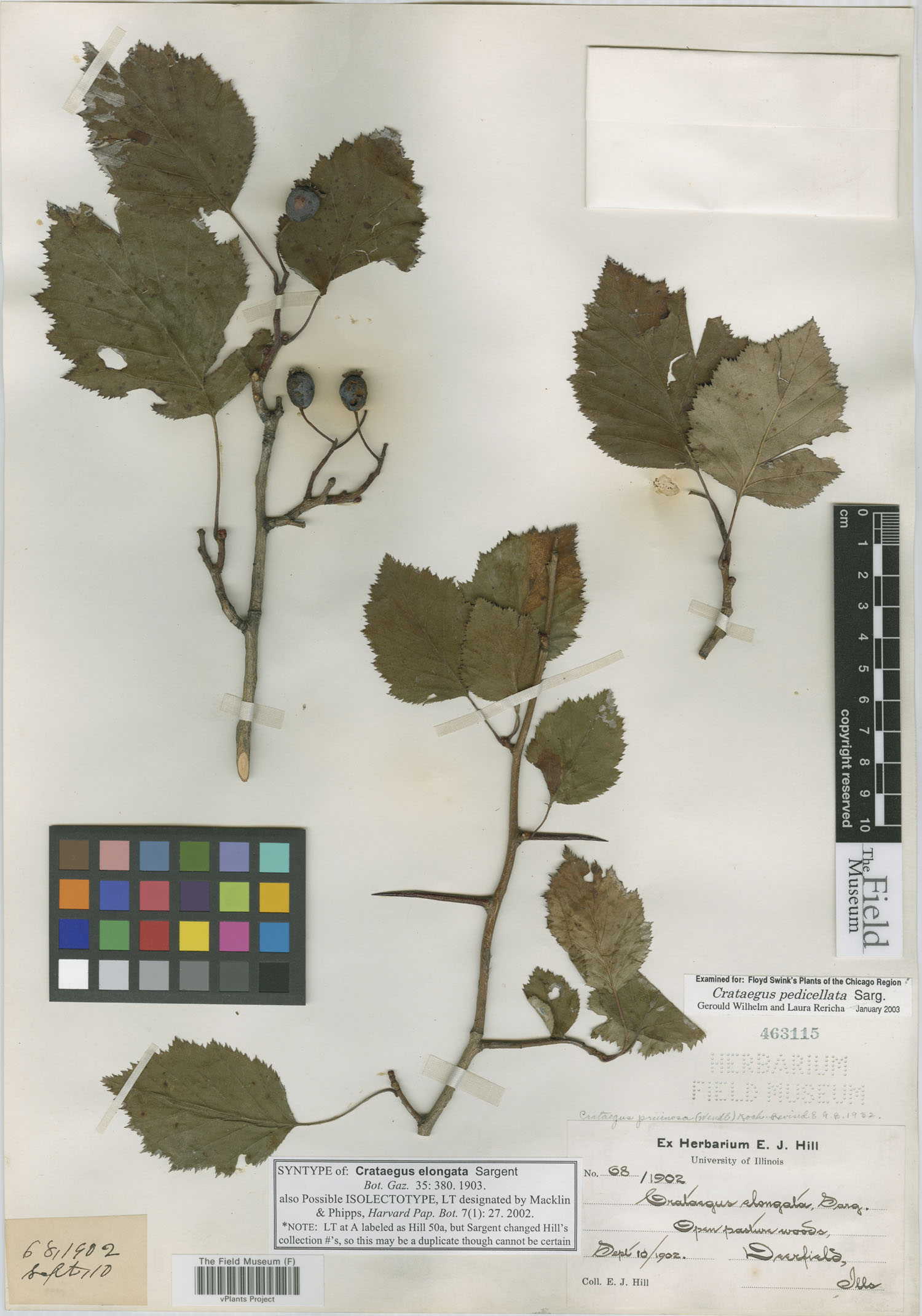 Crataegus elongata — photo