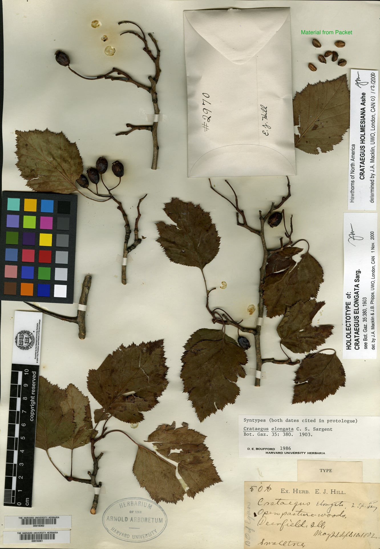 Crataegus elongata — photo