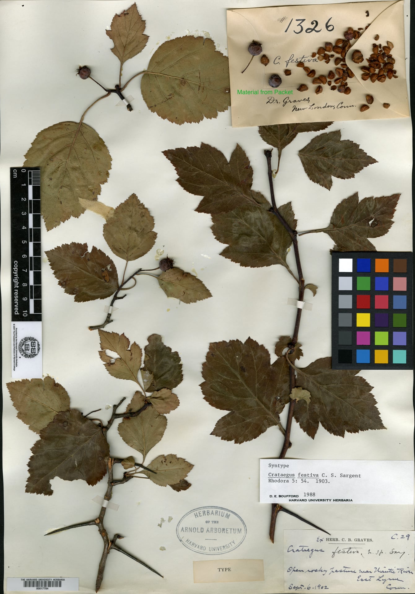 Crataegus festiva — photo