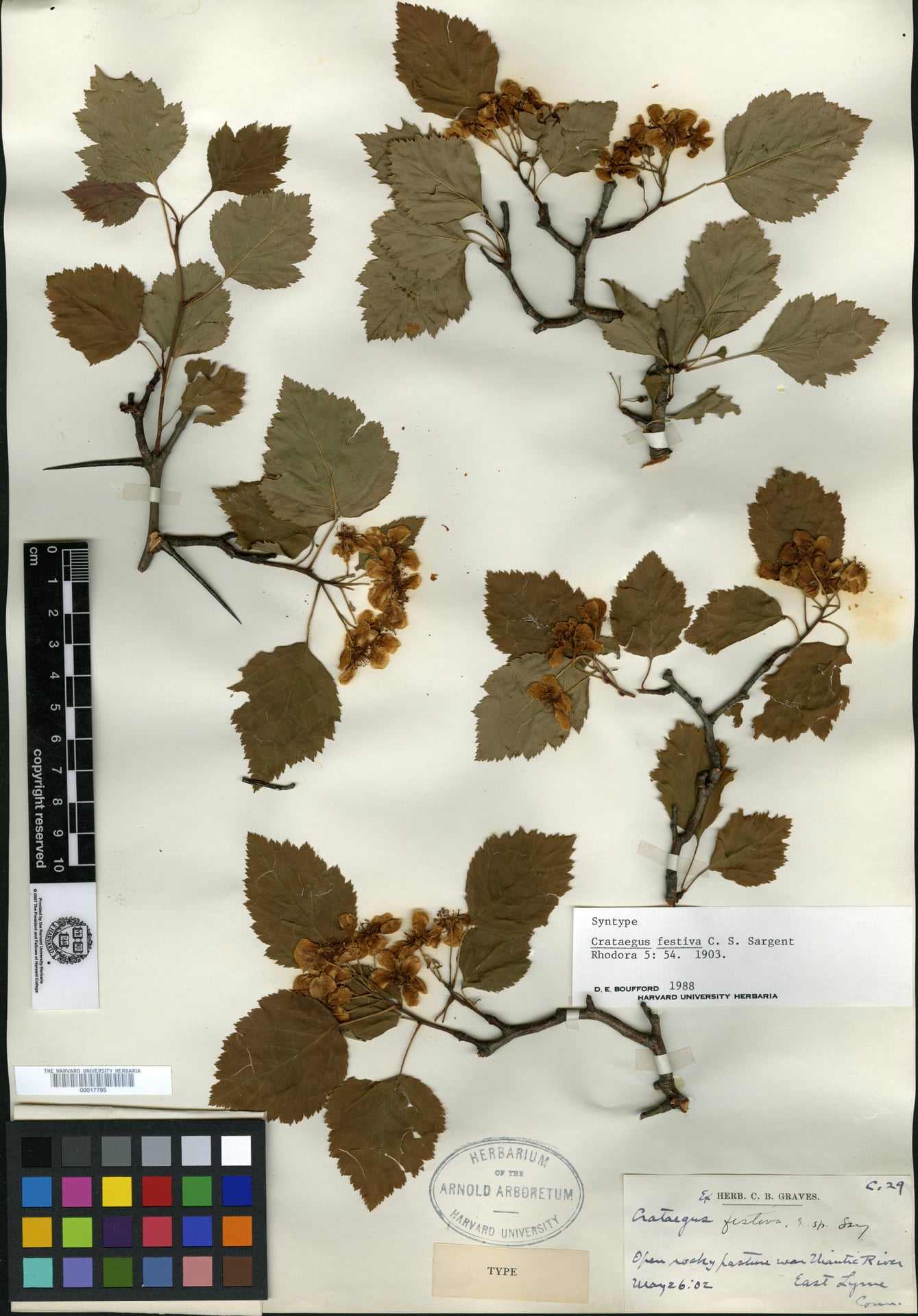 Crataegus festiva