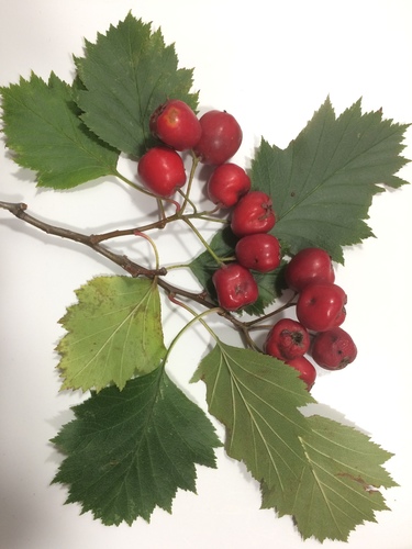 Crataegus flabellata (Fanleaf Hawthorn) — photo