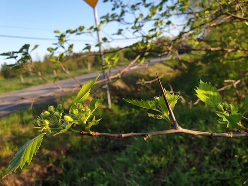 Crataegus flabellata (Fanleaf Hawthorn) — photo
