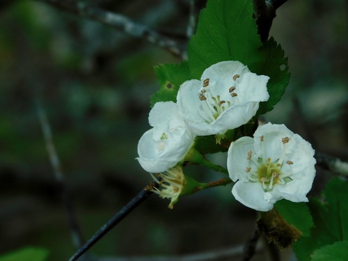 Crataegus flava (Yellow Haw) — photo