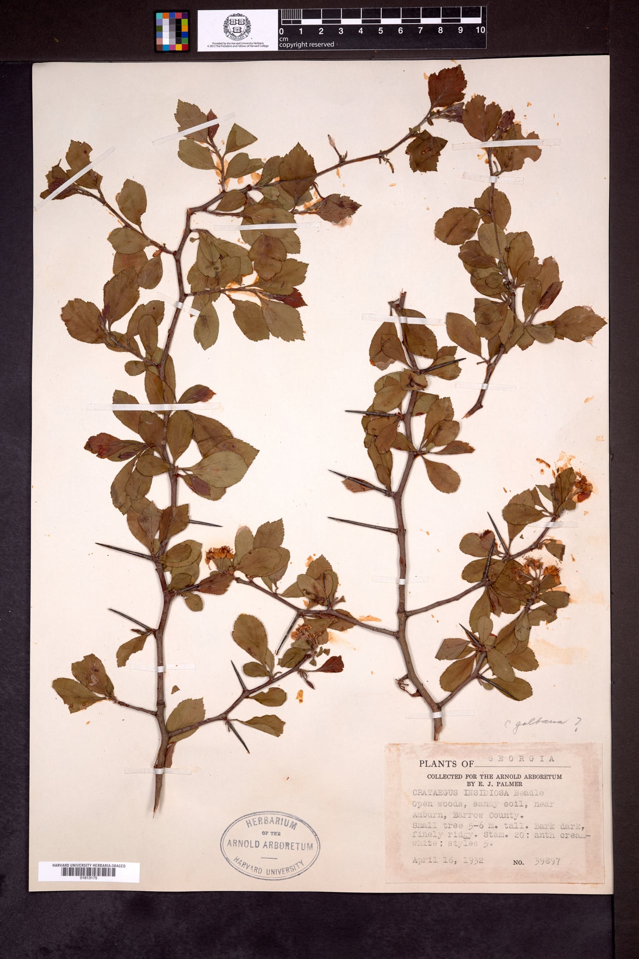 Crataegus galbana