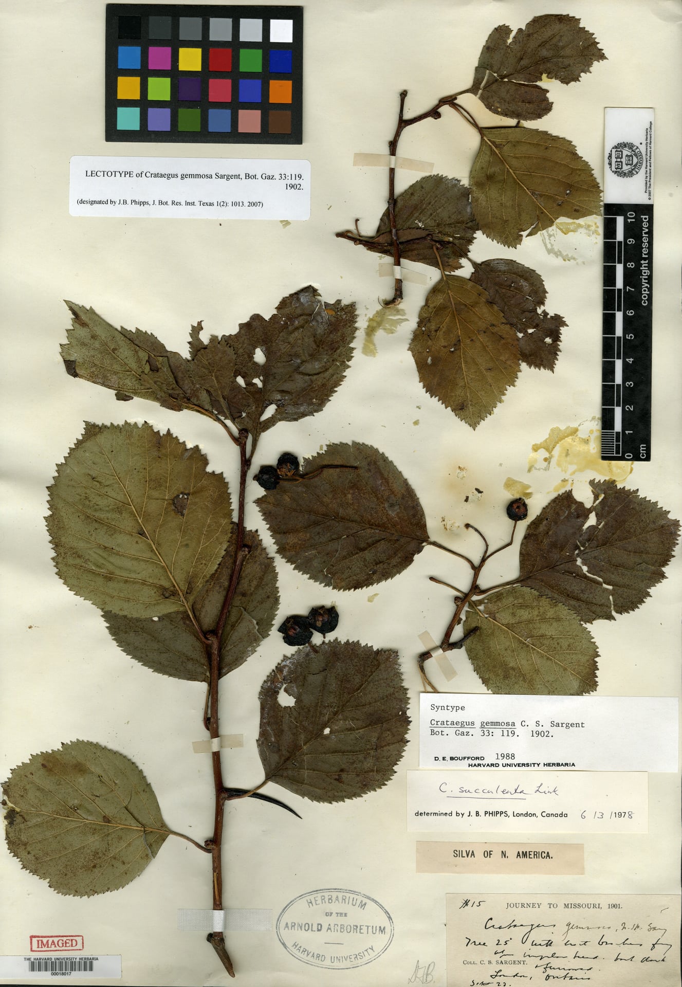 Crataegus gemmosa (Fleshy Hawthorn) — photo
