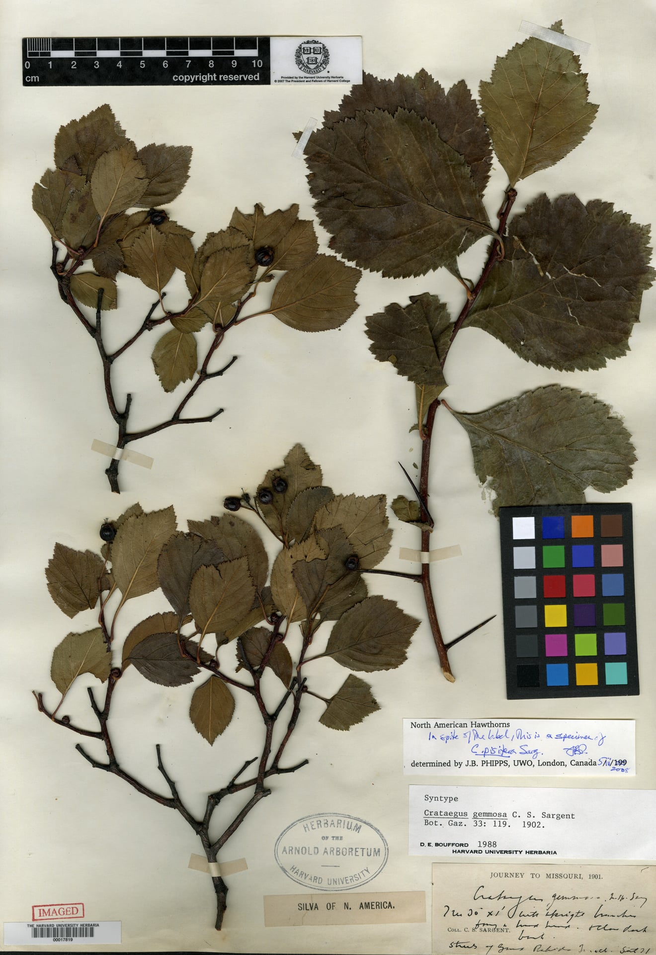 Crataegus gemmosa