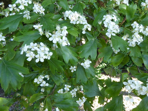 Crataegus heterophylla — photo