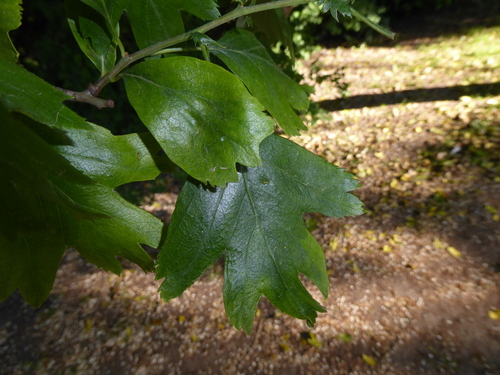 Crataegus heterophylla — photo