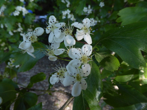 Crataegus heterophylla