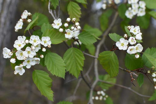 Crataegus holmesiana (Holmes' Hawthorn) — photo