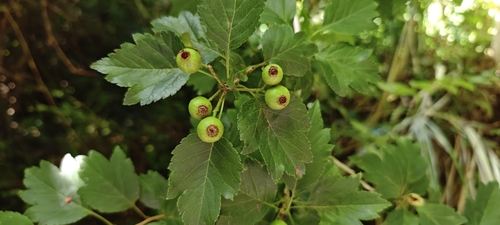 Crataegus hupehensis (Hubei hawthorn) — photo