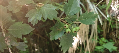 Crataegus hupehensis (Hubei hawthorn) — photo