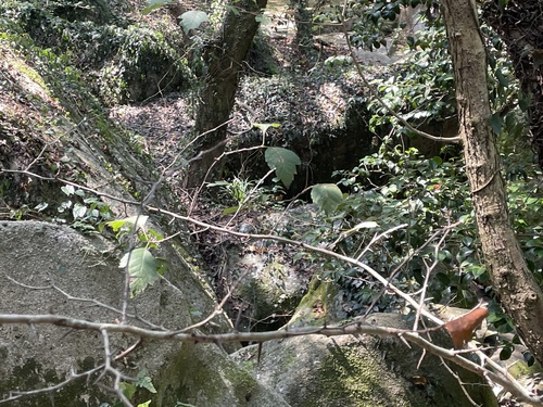 Crataegus hupehensis