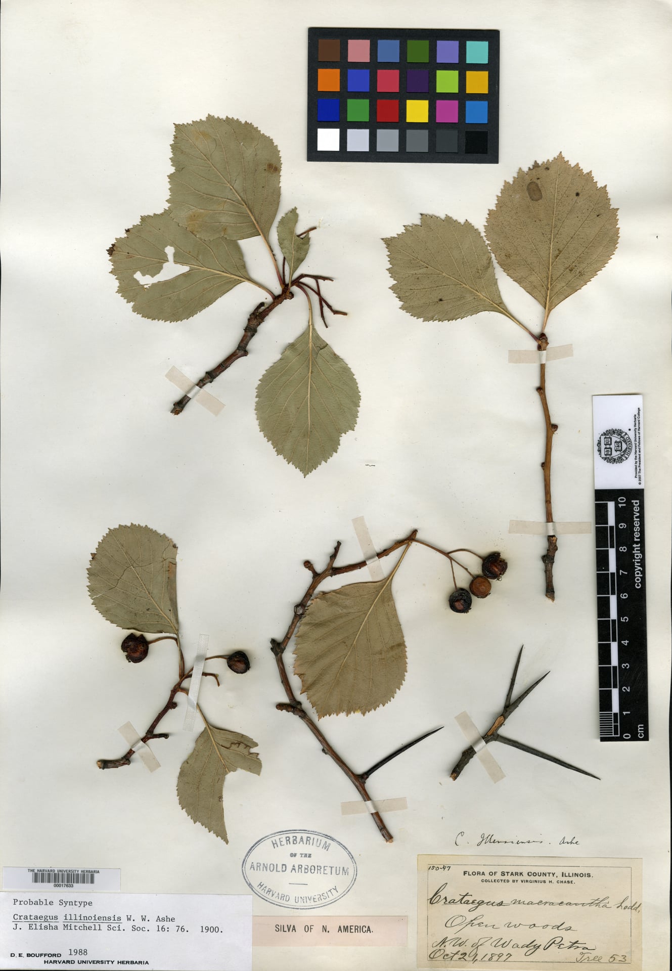 Crataegus illinoiensis — photo