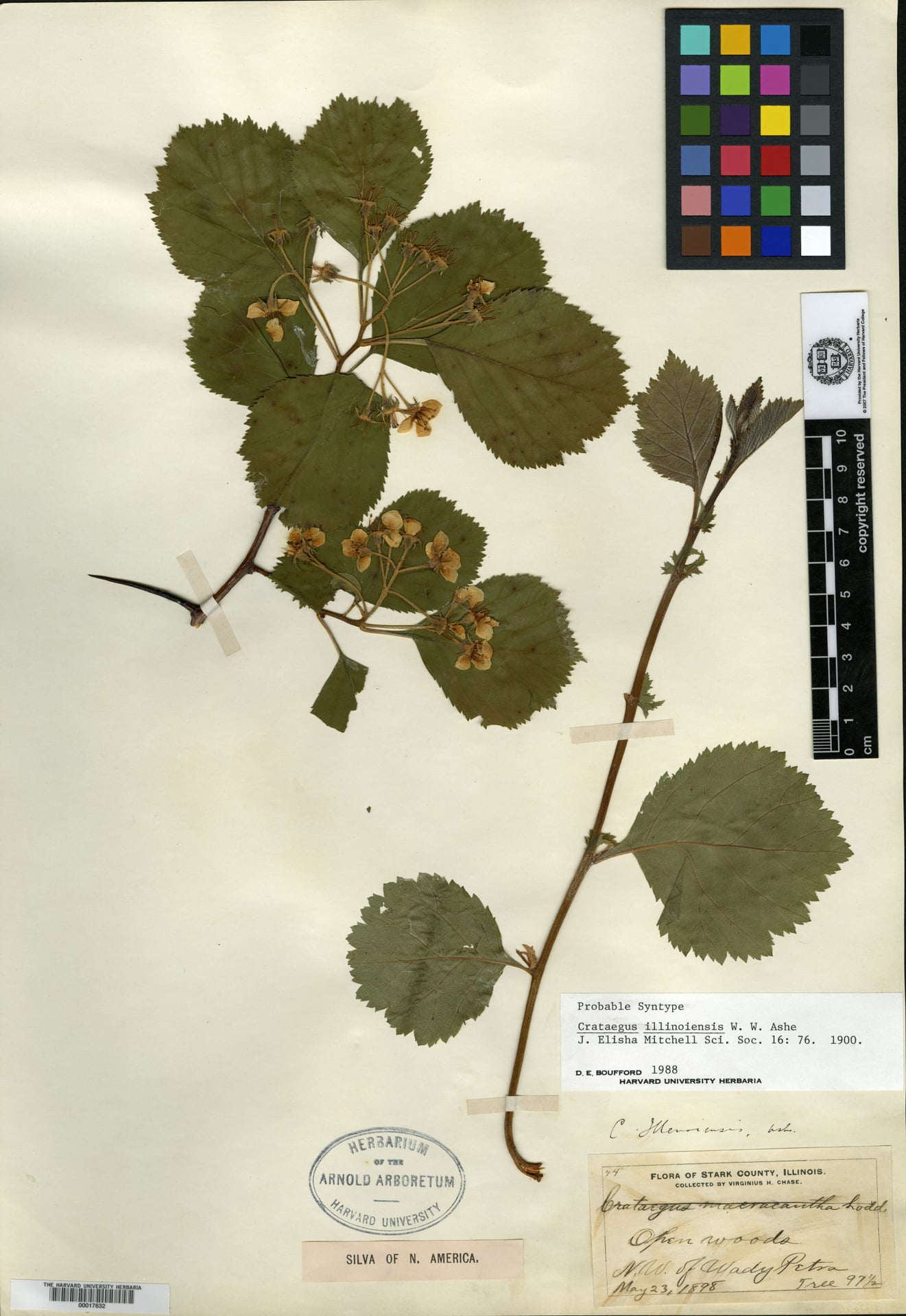 Crataegus illinoiensis