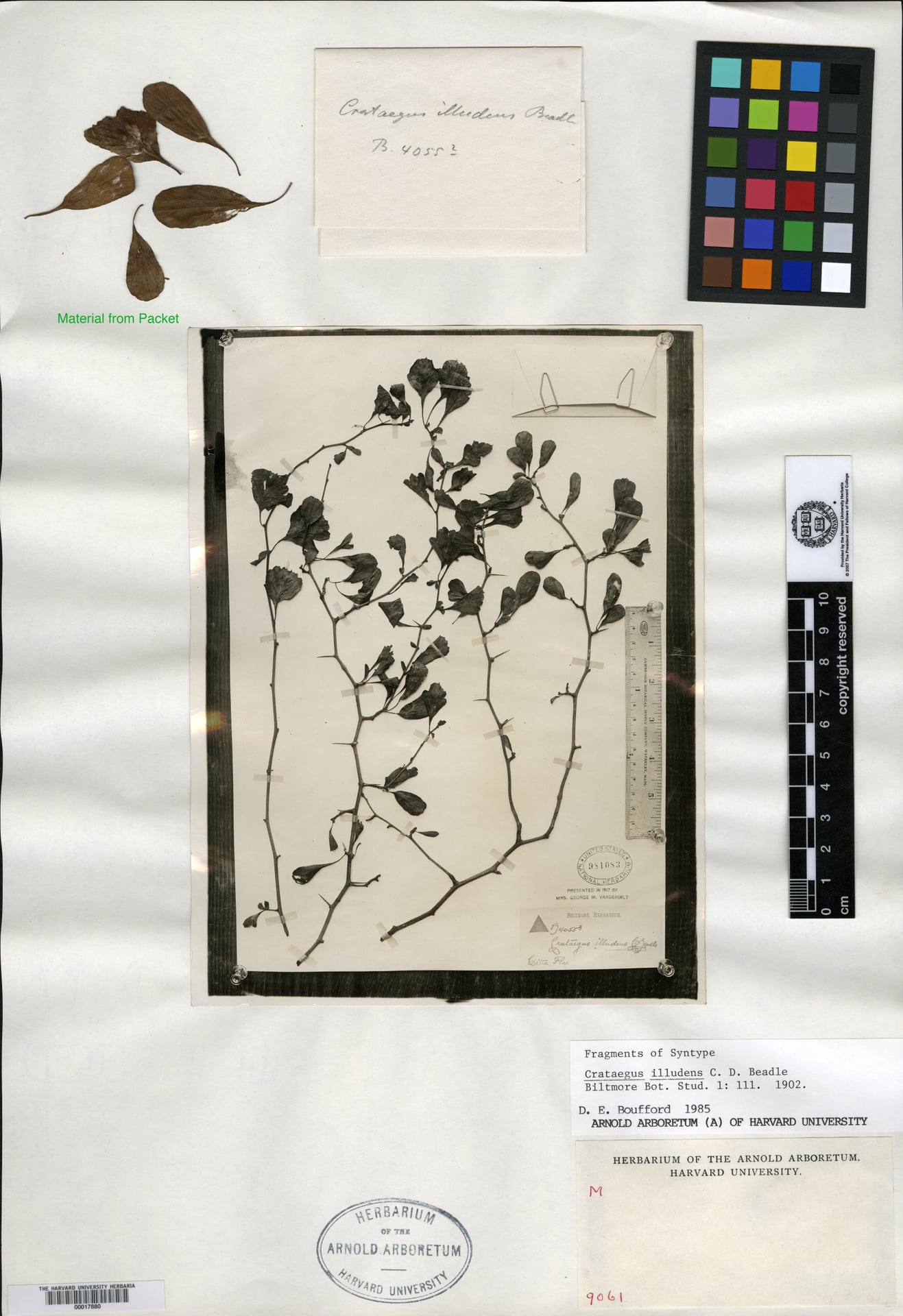 Crataegus illudens