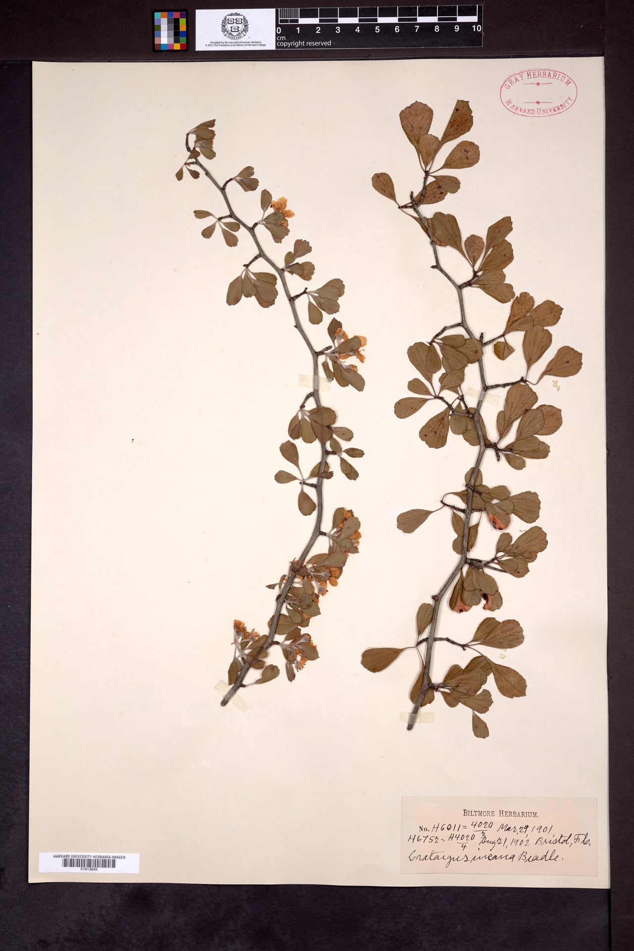 Crataegus incana — photo