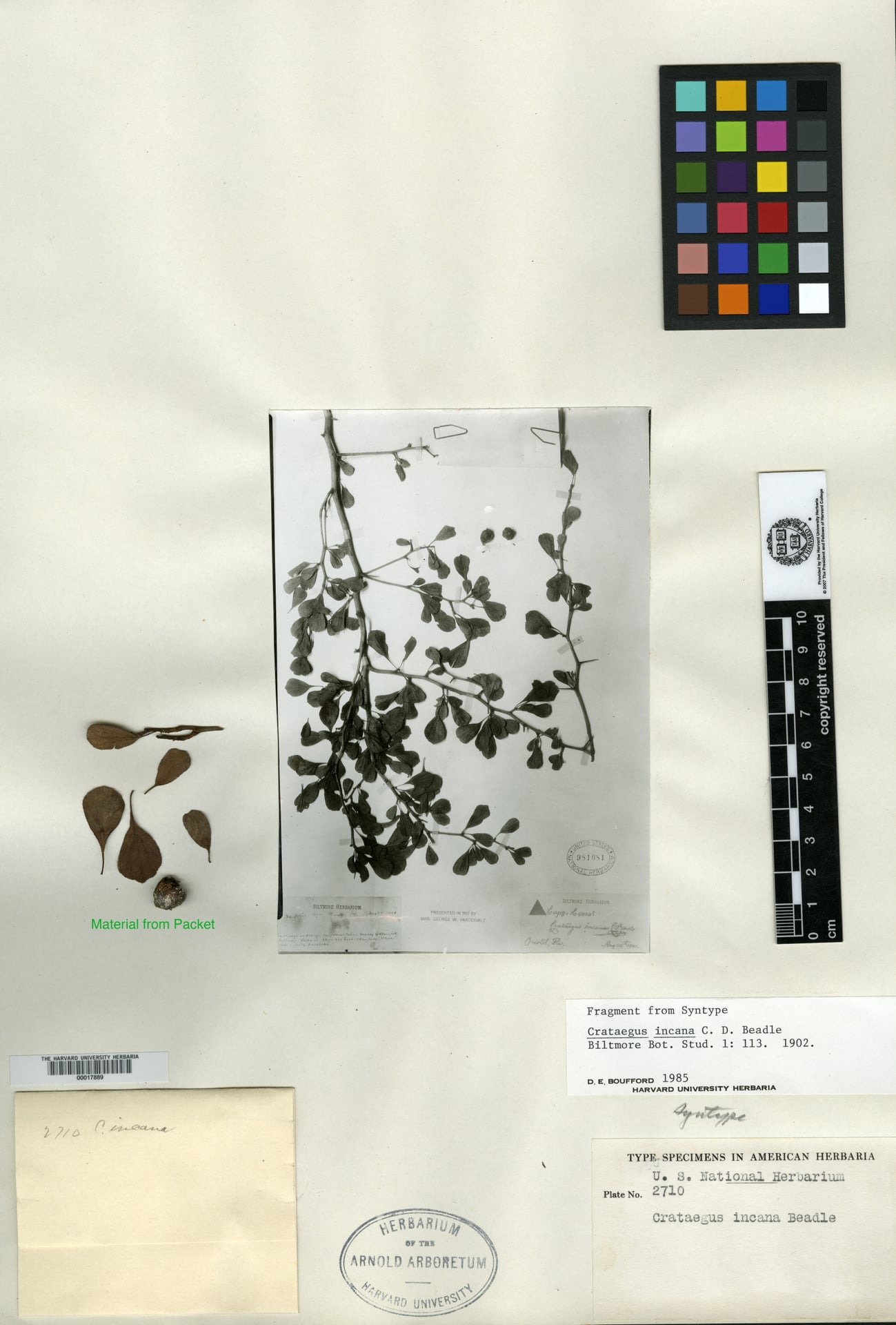 Crataegus incana
