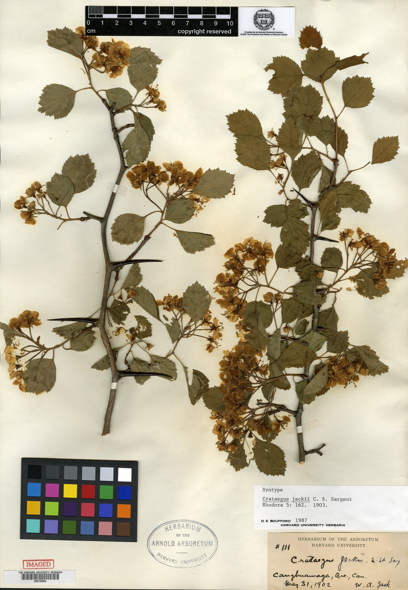 Crataegus jackii (Fireberry Hawthorn) — photo