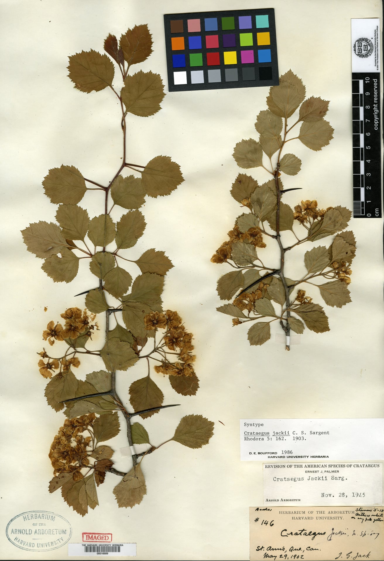 Crataegus jackii (Fireberry Hawthorn) — photo