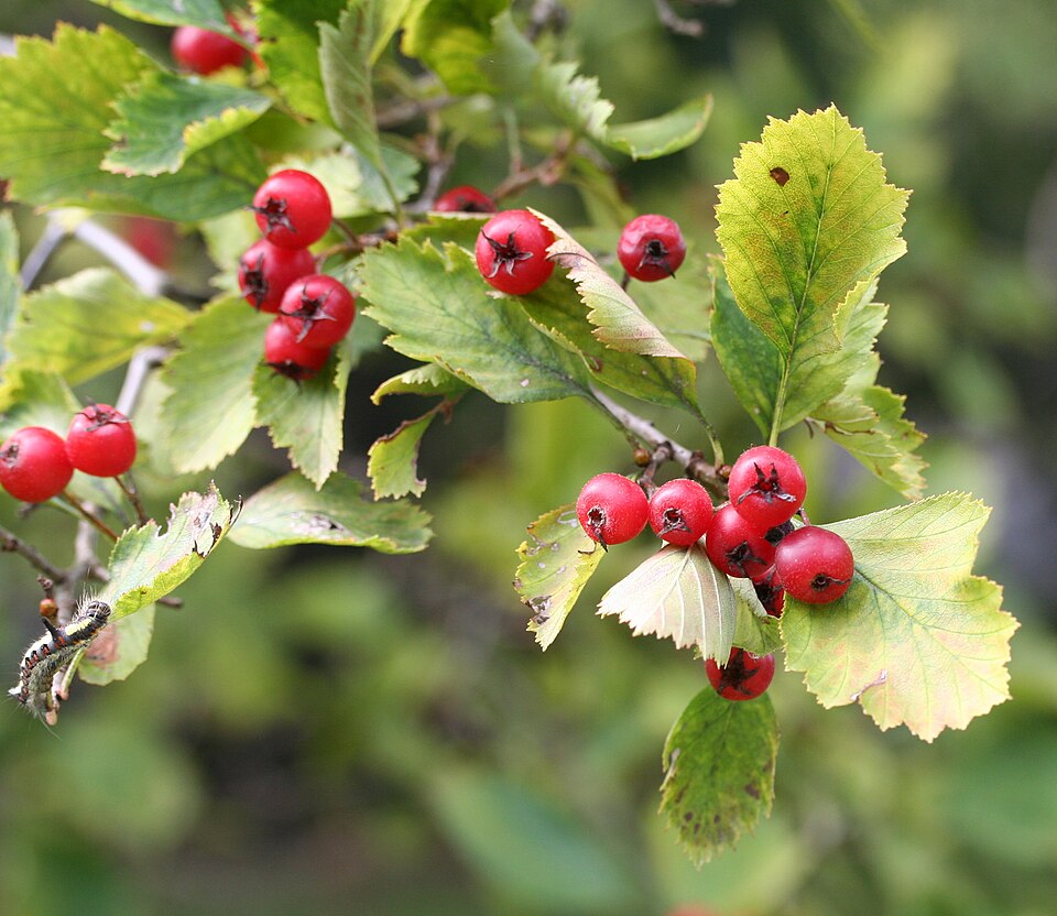 Crataegus jackii
