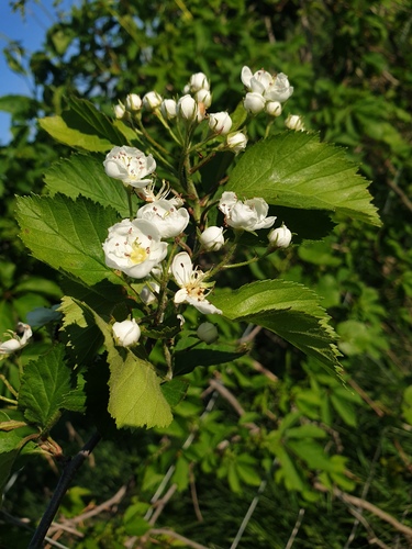 Crataegus jonesiae (Miss Jones' Hawthorn) — photo