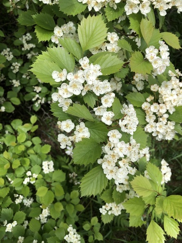Crataegus jonesiae