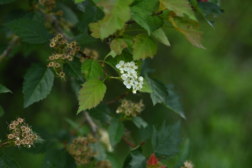 Crataegus kansuensis — photo