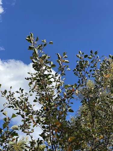 Crataegus kansuensis — photo