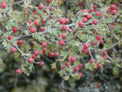 Crataegus laciniata (Woody hawthorn) — photo
