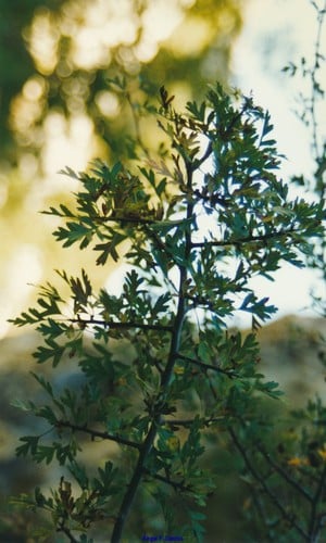Crataegus laciniata