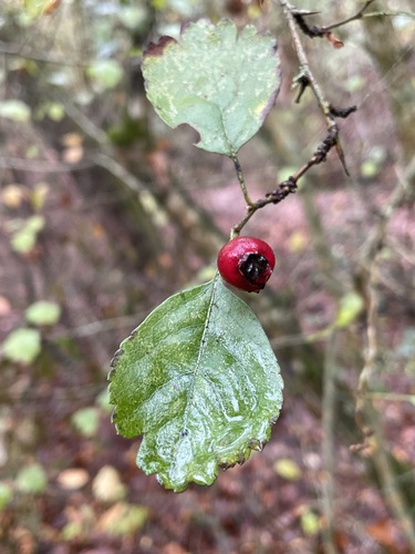Crataegus laevigata