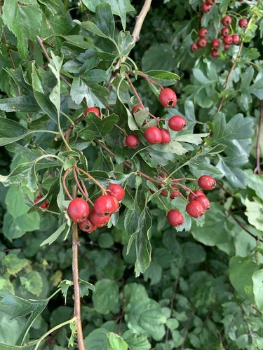 Crataegus laevigata (Midland hawthorn) — photo