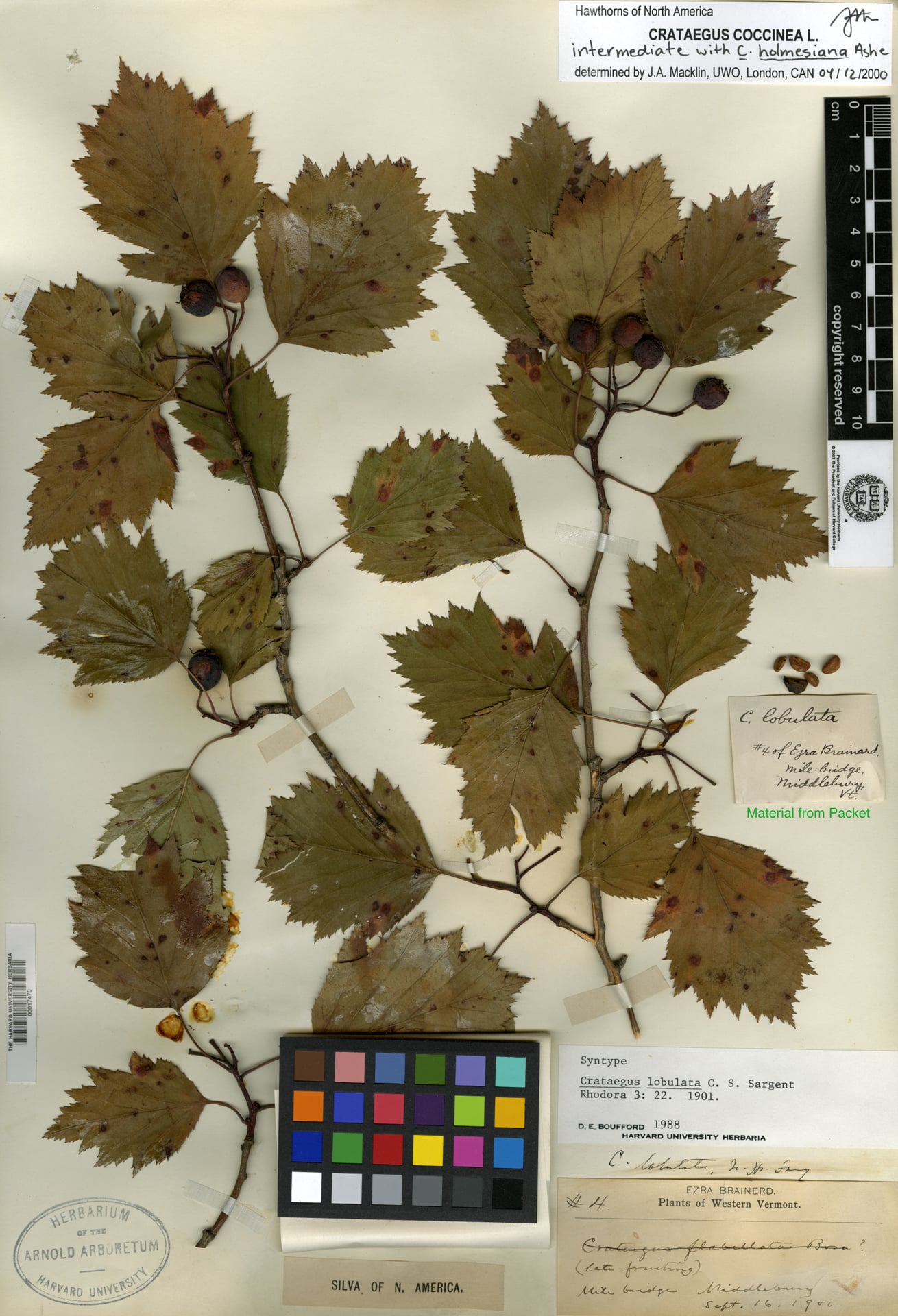 Crataegus lobulata (Red haw) — photo