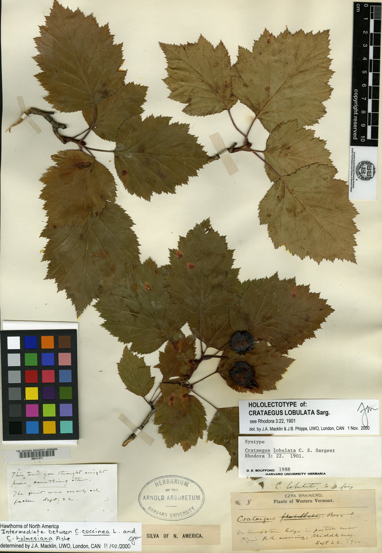 Crataegus lobulata (Red haw) — photo