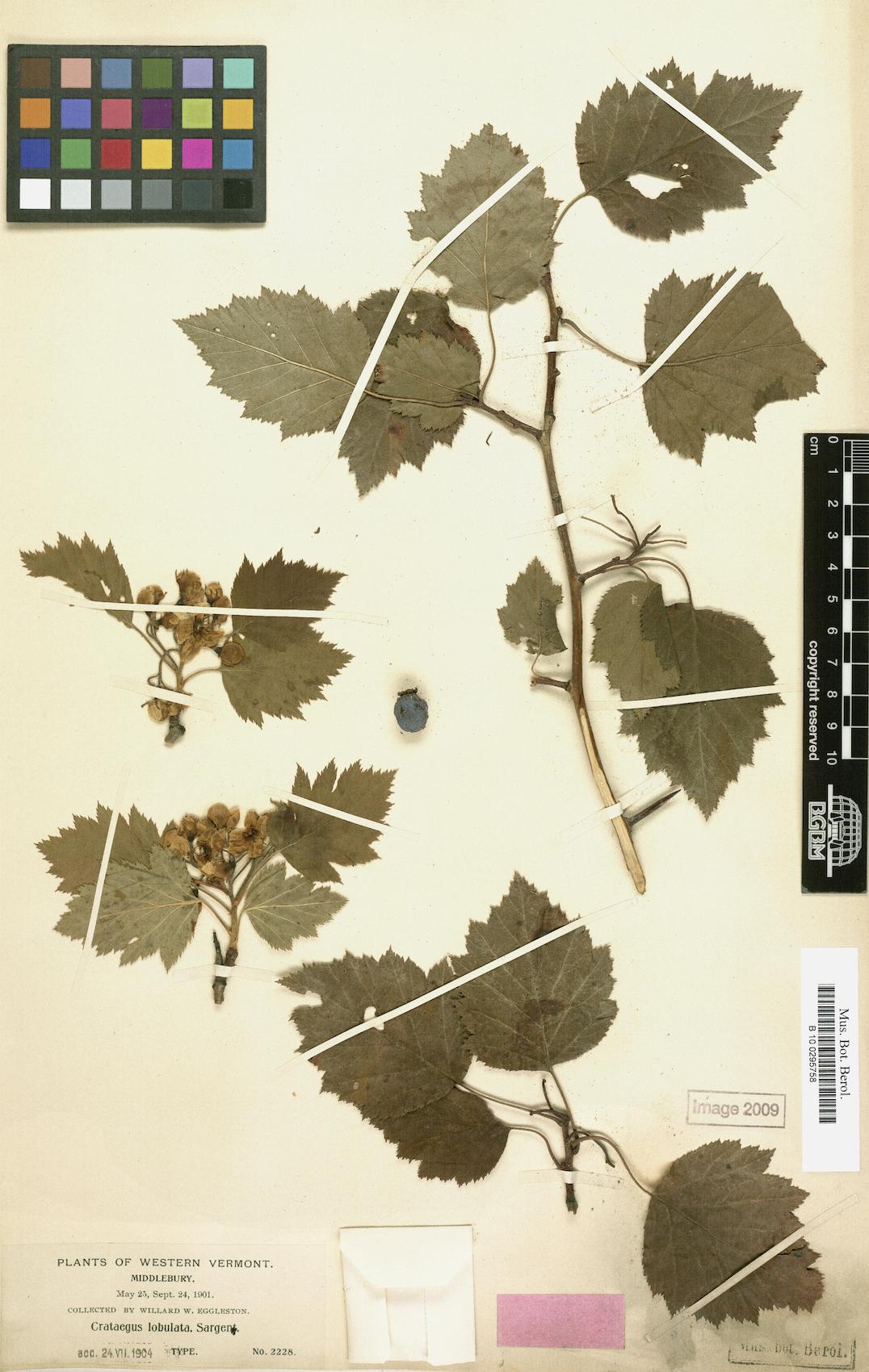 Crataegus lobulata
