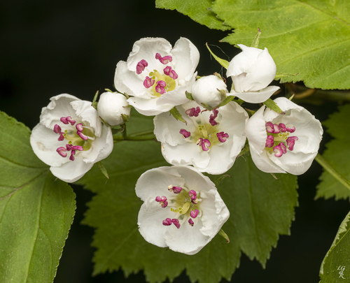 Crataegus macrosperma (Big-fruit hawthorn) — photo