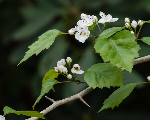 Crataegus macrosperma (Big-fruit hawthorn) — photo
