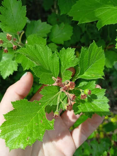 Crataegus maximowiczii (Hairy hawthorn) — photo