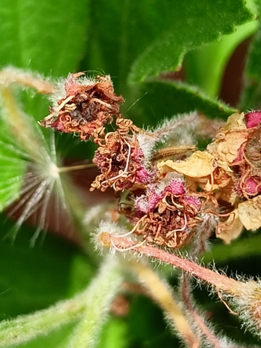 Crataegus maximowiczii (Hairy hawthorn) — photo